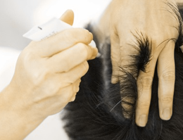 Hair and Scalp Treatments